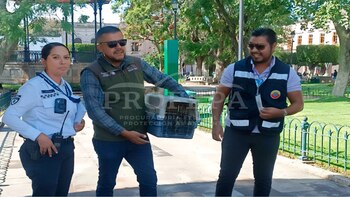 PROFEPA rescata una cría de