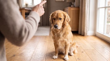 Un perro golden retriever sentado en un suelo de madera mira hacia abajo ante el dedo extendido de una persona.