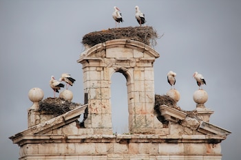 Cigüeñas blancas sobre la espadaña