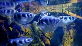 Poisson archer : à quel point