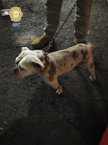 El operativo se realizó tras