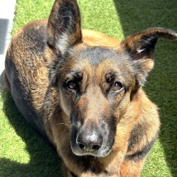 Linda. (Foto / American Humane