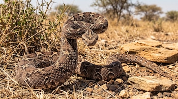 Serpiente con escamas marrones y dibujos en zigzag enroscada sobre tierra, piedras y pasto seco.