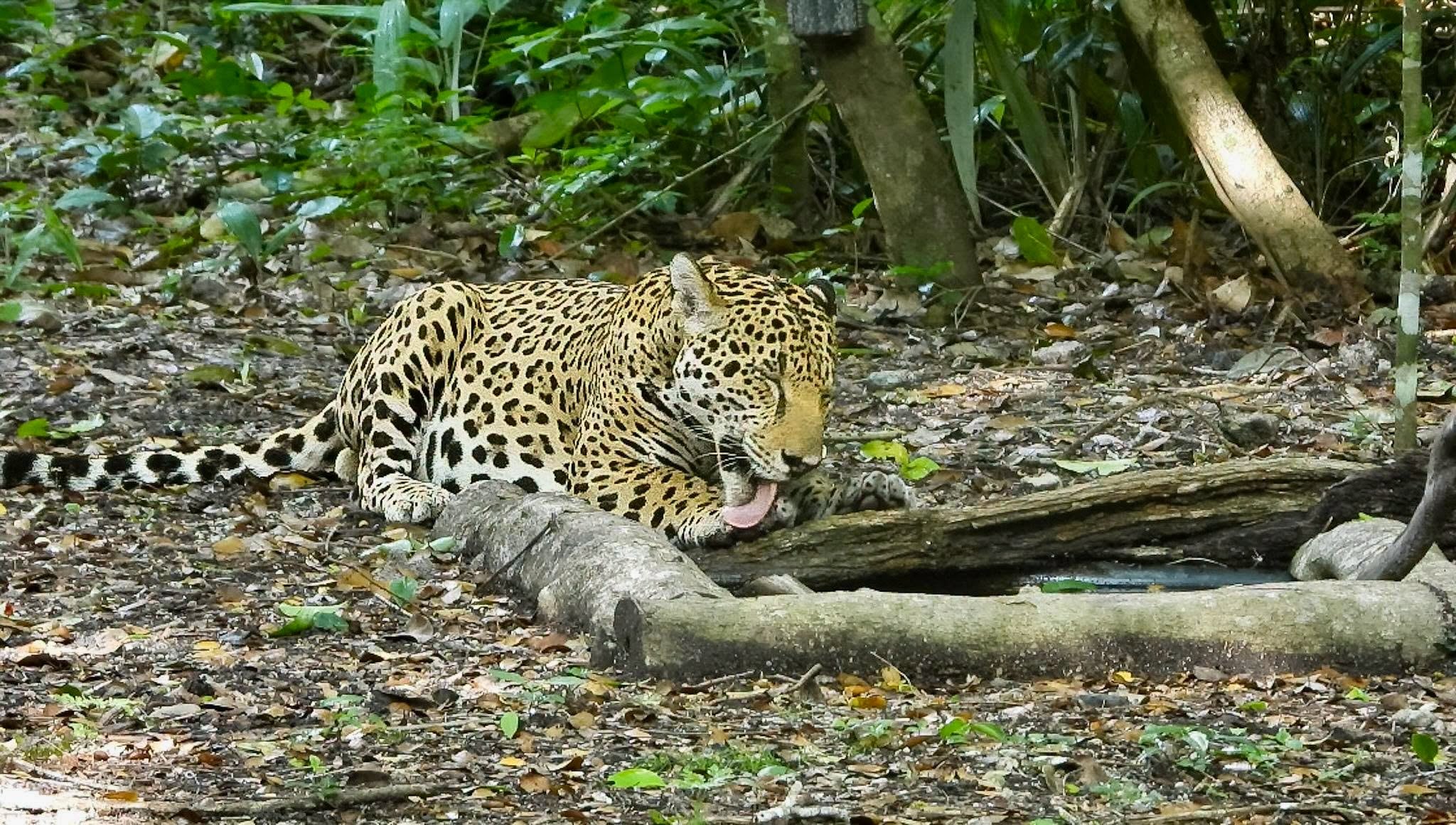 Un jaguar silvestre de pelaje moteado camina de frente sobre un sendero de tierra cubierto de hojas secas en un entorno boscoso. (Francisco Asturias )