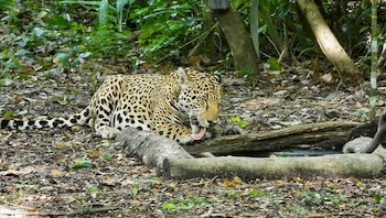 Un felino con manchas camina hacia el frente sobre un camino de tierra rodeado de vegetación y hojas secas