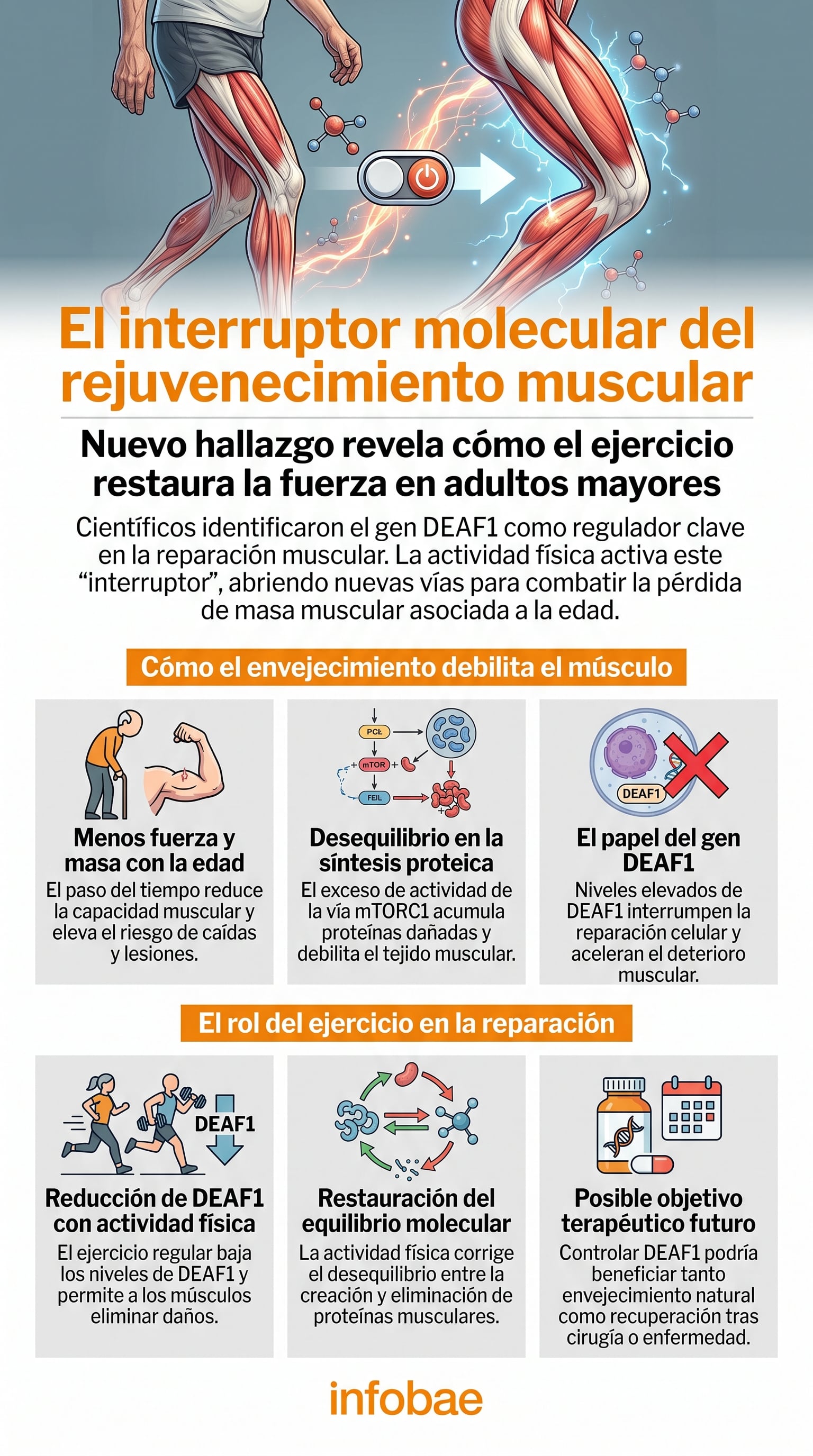 Una infografía detalla el mecanismo por el cual el ejercicio físico reduce los niveles del gen DEAF1 para restaurar la reparación muscular en adultos mayores y combatir el envejecimiento. (Imagen Ilustrativa Infobae)