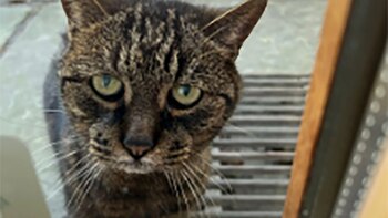 El conmovedor caso de Maolo,