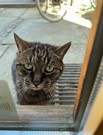 Maolo, un gato mayor con