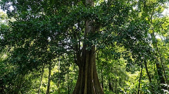 Un árbol de ramón de tronco grueso y copa frondosa, con hojas verdes, en medio de una densa vegetación selvática con luz solar filtrada.