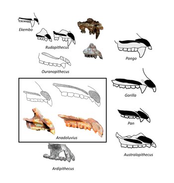La fauna que vivía junto