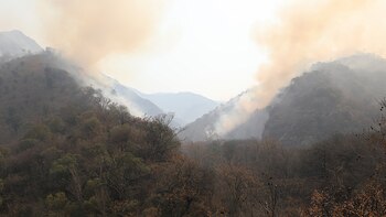 Las especies amenazadas por los