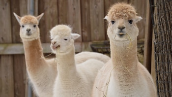 Perú concentra más del 80% de las alpacas del mundo y reafirma su liderazgo en producción de fibra