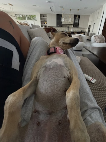 Relajado y con los ojos entrecerrados, el perro de Stoessel y De Paul posó involuntariamente para una de las imágenes más tiernas del álbum