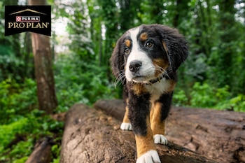 Primer plano de un cachorro de Boyero de Berna tricolor, con marcas blancas, marrones y negras, caminando sobre un tronco en un bosque exuberante