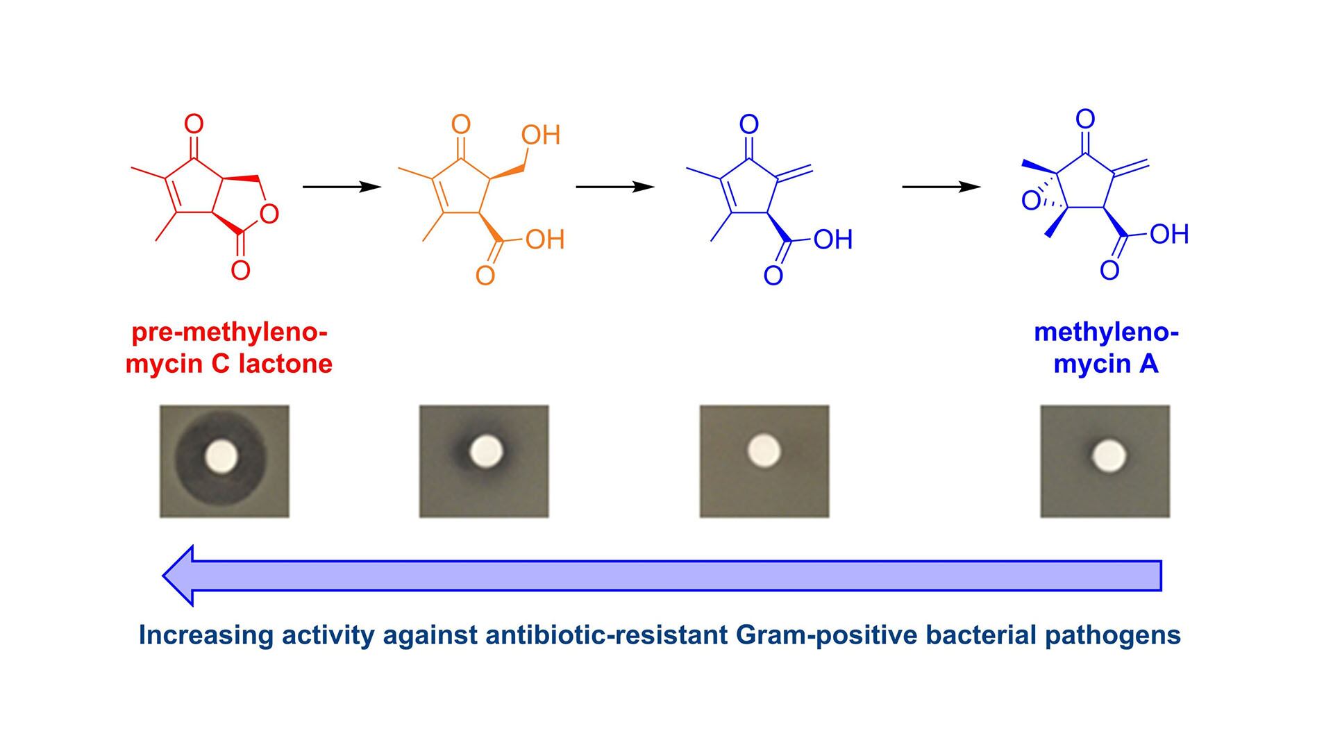 La metilenomicina A, conocida desde hace décadas, es menos potente que la pre-metilenomicina C lactona descubierta en Streptomyces coelicolor (Greg Challis Universidad de Warwick)