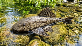 Un pez con patrones de manchas oscuras y claras y aletas extendidas reposa sobre rocas cubiertas de algas en agua clara.