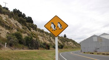 Señal de tráfico amarilla con dos pingüinos negros y blancos en el centro. Se ve una carretera, césped, una ladera con árboles y un edificio.