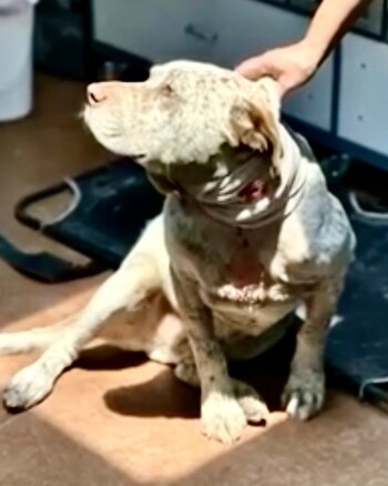 A pesar de las heridas,