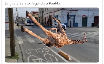 La creatividad de los internautas