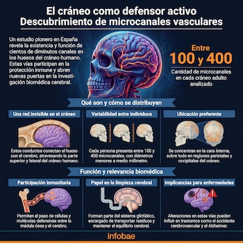 Infografía de un cráneo y cerebro humanos con microcanales vasculares. Detalla su ubicación, función inmunitaria, sistema glinfático e implicaciones médicas.