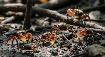 Las hembras de cangrejo violinista
