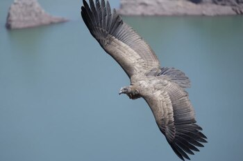 Un cóndor andino juvenil fue