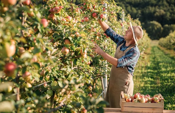 Dos perfiles de agricultores definen el futuro del sector: quienes mantienen prácticas tradicionales y quienes ajustan sus estrategias ante posibles cambios normativos (Freepik)