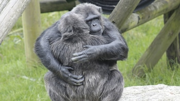 Cada orangután rehabilitado tendrá la