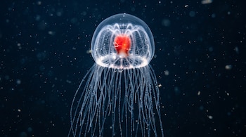 Medusa translúcida con un centro de color rojo brillante y tentáculos delgados que cuelgan sobre un fondo marino oscuro con partículas flotantes.