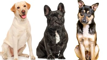 La Profeco aseguró que estas