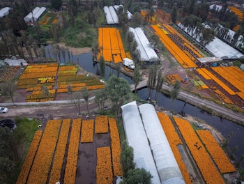 La compra directa con el productor evita intermediarios y acerca al comprador al origen de la flor.
(Foto: Corenadr)