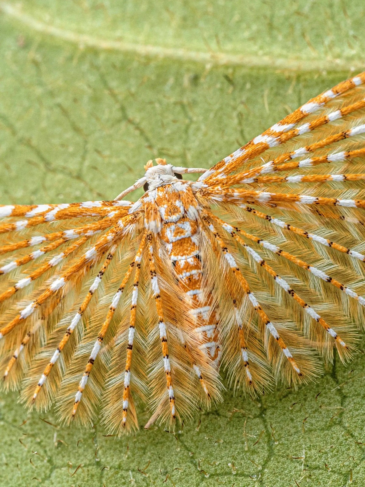 Una polilla de alas plumosas, entre las decenas de especies de lepidópteros nunca antes vistas por la ciencia en esta expedición (The Wilderness Project)