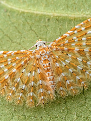 Una polilla de alas plumosas, entre las decenas de especies de lepidópteros nunca antes vistas por la ciencia en esta expedición (The Wilderness Project)