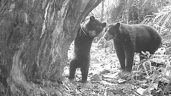 Cámaras trampa registran osas andinas con sus crías en Huila: un hallazgo clave para la conservación