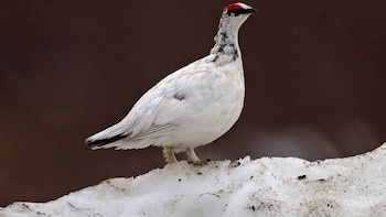 Francia suspende la caza de