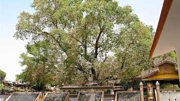 El árbol Bodhi, el símbolo del budismo que atraviesa más de dos milenios y sigue en pie en India