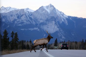 El Parque Nacional Jasper es conocido por su biodiversidad (Reuters)