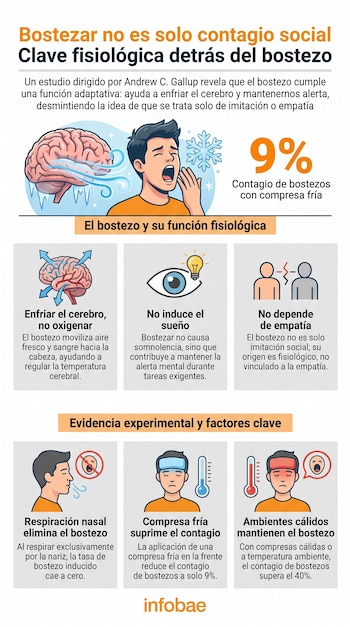 Infografía sobre el bostezo con una persona bostezando, un cerebro, iconos de frío y calor, termómetros y texto explicativo con porcentajes de contagio.
