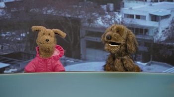 Pache y Plumis, los perros que conquistaron el stream: el debate sobre el vínculo humano-animal en clave viral
