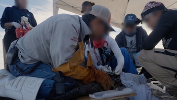 Los rescatistas de lobos marinos