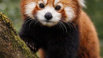 El descubrimiento de nuevos fósiles