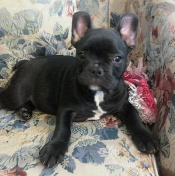 Un cachorro de Bulldog Francés negro con una mancha blanca en el pecho está recostado sobre un sofá estampado, mirando hacia adelante
