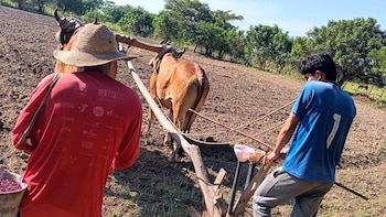 CAMPO prevé alzas en los precios de los granos básicos en 2027 si la sequía frena la siembra postrera en El Salvador