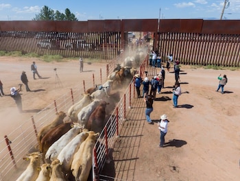 Varias reses avanzan en fila por un pasillo metálico junto al muro fronterizo mientras varias personas toman fotografías