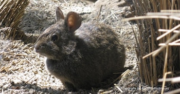Expertos alertan sobre la disminución