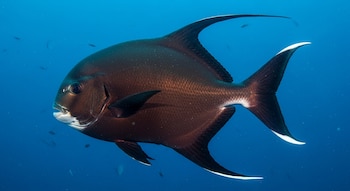 El bigscale pomfret, pez mesopelágico,