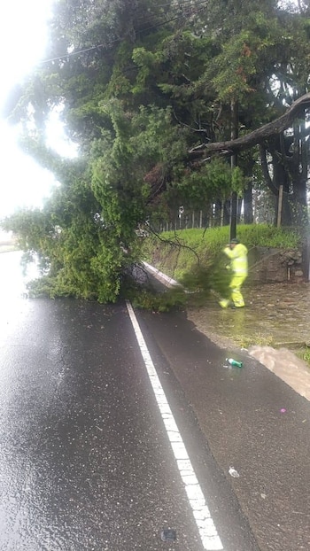 Una rama grande de un árbol caído bloquea una carretera mojada con línea blanca, y una persona con traje amarillo reflectante se observa cerca