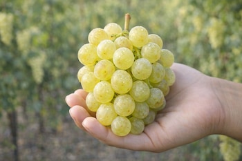 Primer plano de una mano sosteniendo un racimo de uvas blancas cubiertas de pequeñas gotas de agua, con un viñedo borroso al fondo.