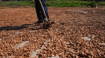 El estudio analizó más de