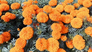 Plantas con flores (Adobe Stock)